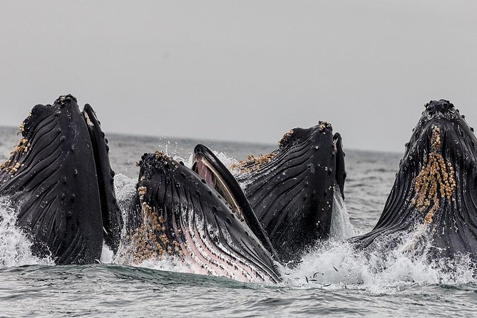 Wildlife Viewing, Sightseeing and Whale Watching Quest - Getting There: Visitors Bureau, Berths, and Ward Cove Shuttles