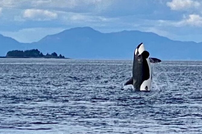 Wildlife Viewing, Sightseeing and Whale Watching Quest - Revillagigedo Island Shores and Salmon Capital Sightlines