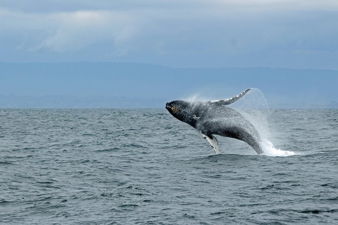 Wildlife Viewing, Sightseeing and Whale Watching Quest - Thomas Basin Start: Real Working Waterfront Energy