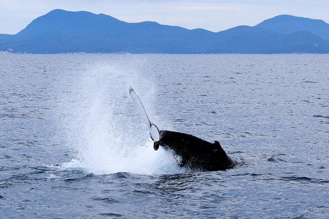 Wilsons Prom Whale Cruise - Key things I’d plan around