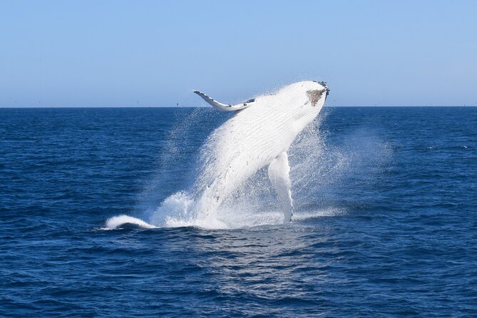 Wilsons Prom Whale Cruise - Catamaran whale spotting from Port Welshpool: timing and what you’re really buying
