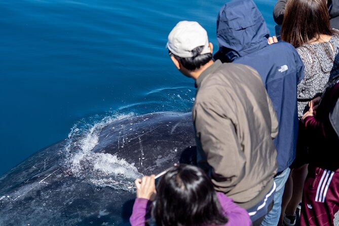 Wilsons Prom Whale Cruise - Price and value: is $182.90 a fair deal for this day?
