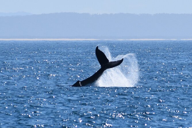 Wilsons Prom Whale Cruise - Who should book this whale cruise, and who should choose something else