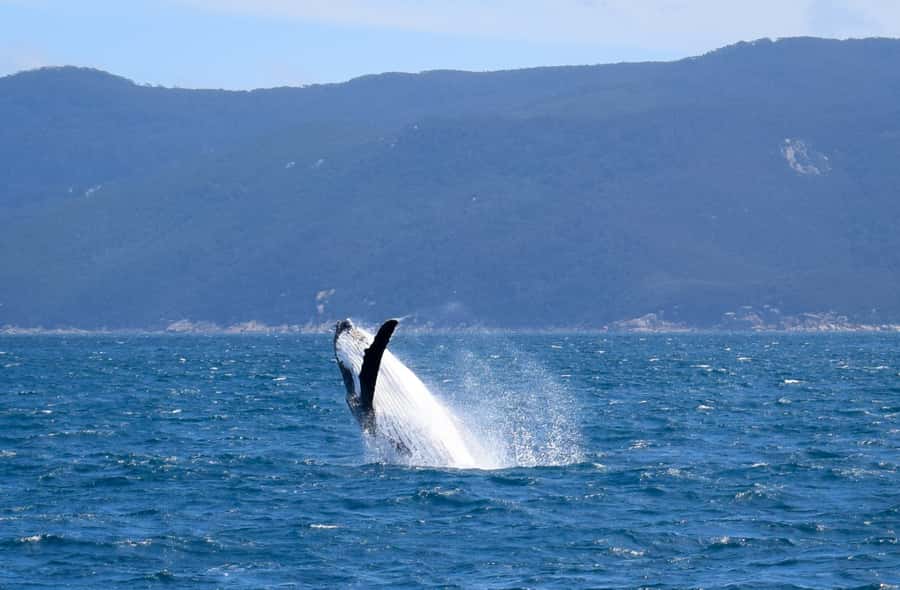 Wilsons Promontory: Whale Spotting Cruise with Lunch - Key things you’ll notice on this cruise