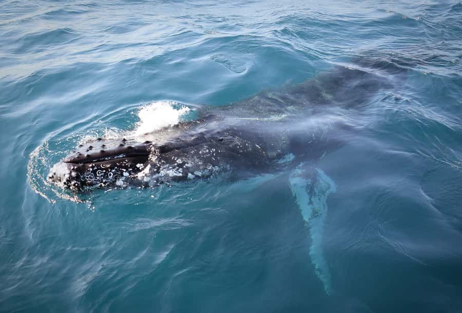 Wilsons Promontory: Whale Spotting Cruise with Lunch - A quick reality check on whale encounters