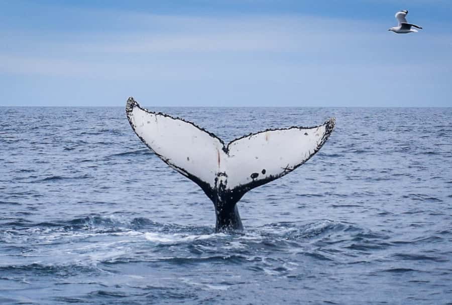 Wilsons Promontory: Whale Spotting Cruise with Lunch - Why Wilsons Promontory is such a whale magnet