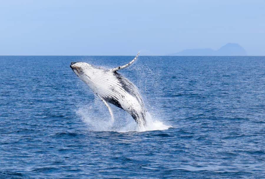 Wilsons Promontory: Whale Spotting Cruise with Lunch - Rabbit Island, Sealers Cove, and Refuge Cove: the coast you’re cruising past