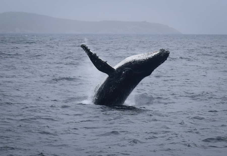 Wilsons Promontory: Whale Spotting Cruise with Lunch - Dolphins, Australian fur seals, and seabirds: the wildlife plan B that still feels great