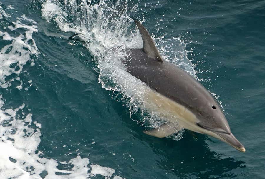Wilsons Promontory: Whale Spotting Cruise with Lunch - Price and value: is $180 per person worth it?
