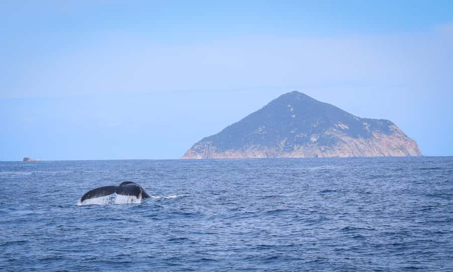 Wilsons Promontory: Whale Spotting Cruise with Lunch - Who should book this whale cruise (and who should skip)