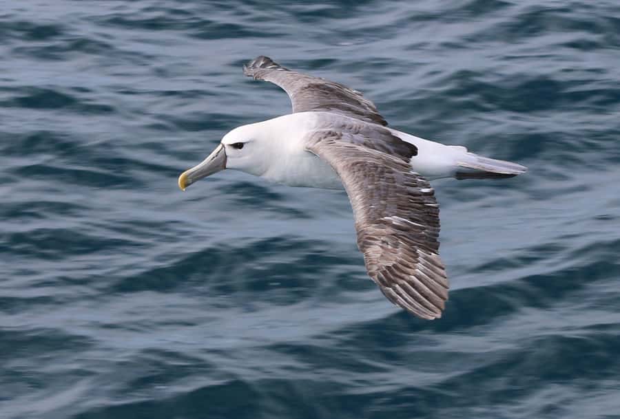 Wilsons Promontory: Whale Spotting Cruise with Lunch - The 6-hour rhythm: what your day feels like on the water