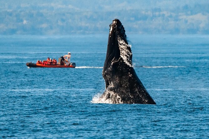 Winter Victoria Whale and Wildlife Zodiac Tour - Key Points You Should Know Before You Go