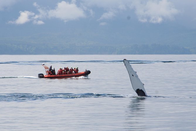 Winter Victoria Whale and Wildlife Zodiac Tour - Getting Suited Up: Comfort Beats Toughing It Out
