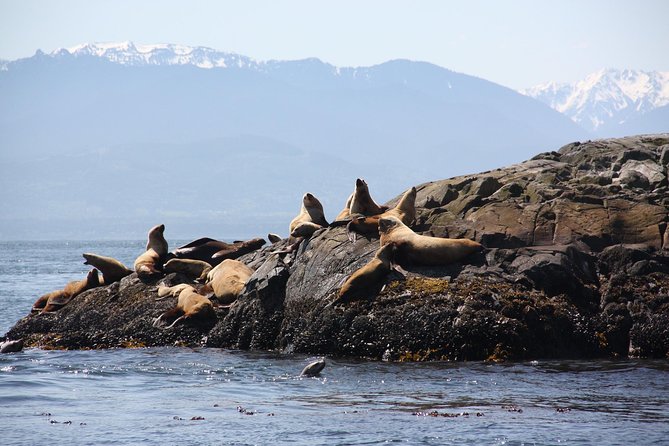 Winter Victoria Whale and Wildlife Zodiac Tour - Your One Big Stop: Orca Spirit Adventures Zodiac Cruise (What Happens on the Water)