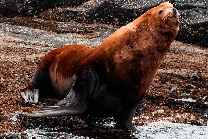 Winter Victoria Whale and Wildlife Zodiac Tour - Timing, Duration, and How to Make the Most of 3 Hours