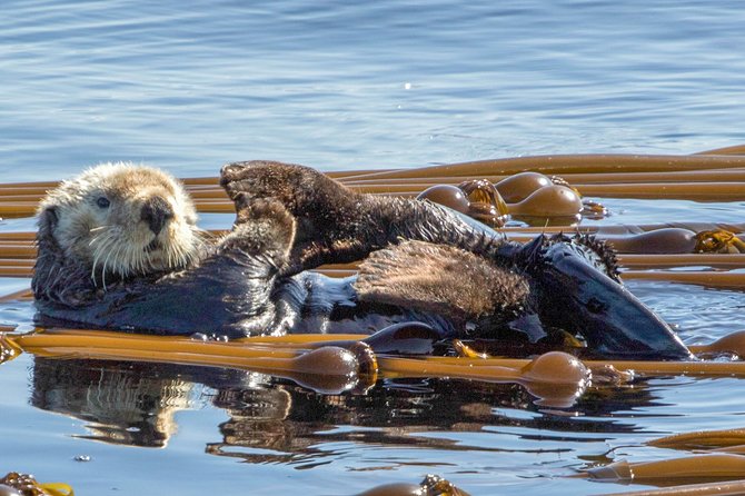 Winter Victoria Whale and Wildlife Zodiac Tour - The Wildlife You’re Looking For Off Southern Vancouver Island