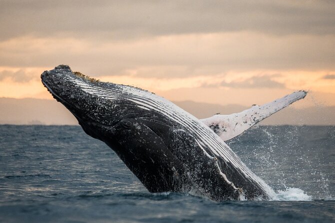 Winter Whale Watching Adventure in Kauai - Quick hits before you go