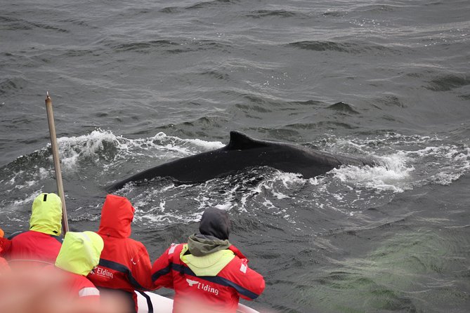 Winter Whale Watching and Northern Lights Cruise from Reykjavik - Comfort and gear: coveralls, blankets, and how to dress in Iceland winter