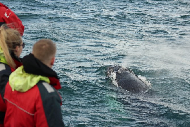 Winter Whale Watching and Northern Lights Cruise from Reykjavik - Wildlife exhibition and live English commentary: why it makes the experience better