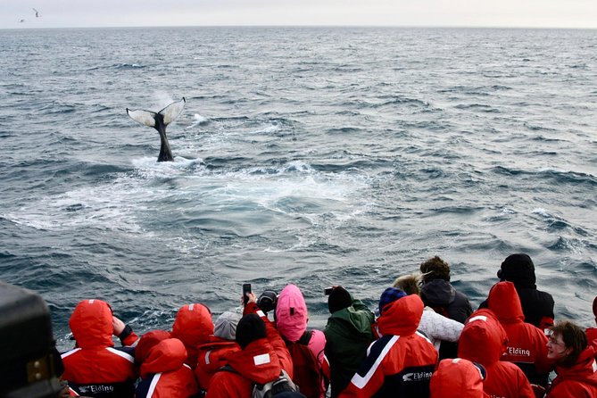 Winter Whale Watching and Northern Lights Cruise from Reykjavik - Weather realities and rescheduling: how to keep your day from feeling ruined
