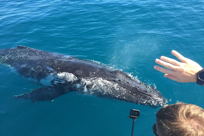 World class Whale Watching from Hervey Bay - Key points before you go