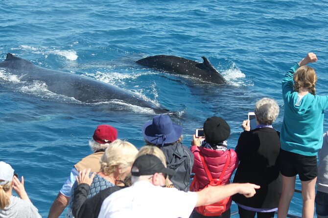 World class Whale Watching from Hervey Bay - The whale season advantage: why Hervey Bay wins
