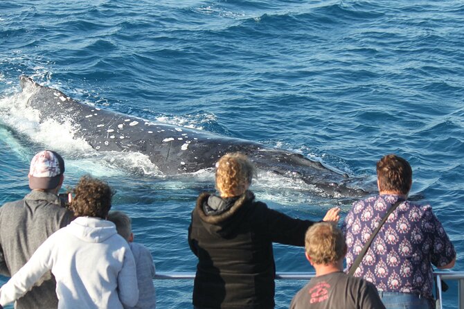 World class Whale Watching from Hervey Bay - Your 4-hour whale watch: what the captain actually does