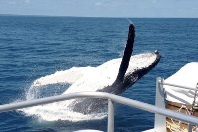 World class Whale Watching from Hervey Bay - Boarding MV Amaroo: stable catamaran + real viewing angles
