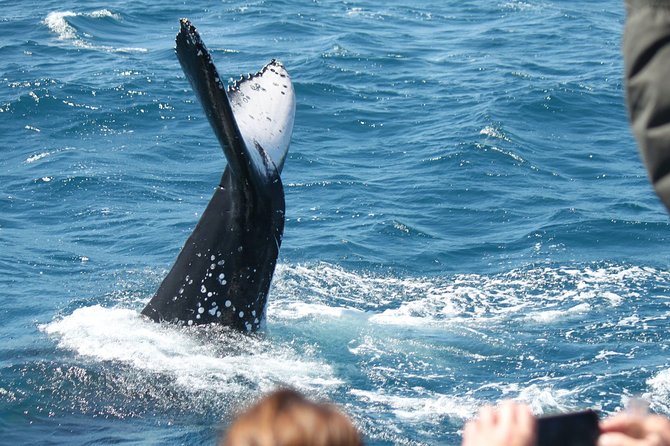 World class Whale Watching from Hervey Bay - Guaranteed sightings: what to expect when conditions apply