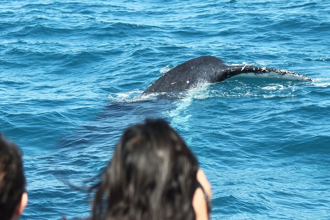 World class Whale Watching from Hervey Bay - Price and value: how $86.07 adds up