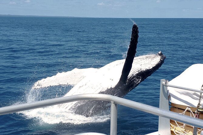 World class Whale Watching from Hervey Bay - Boarding MV Amaroo: stable catamaran + real viewing angles