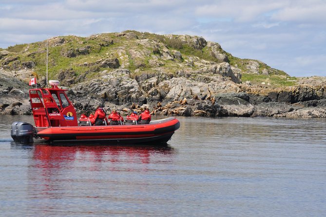 Zodiac Boat Whale and Wildlife 4-Hour Tour from Campbell River - Key things to know before you go