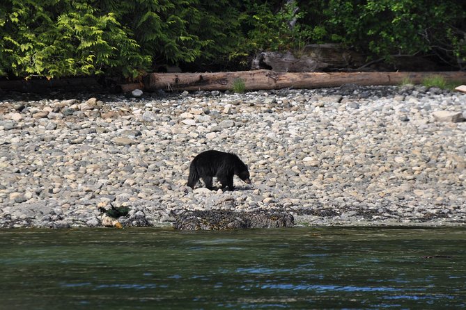 Zodiac Boat Whale and Wildlife 4-Hour Tour from Campbell River - Why a Zodiac whale cruise feels more real than “just sightseeing”