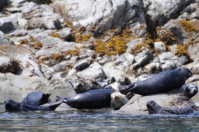 Zodiac Boat Whale and Wildlife 4-Hour Tour from Campbell River - The Quadra Island detour: Cape Mudge Lighthouse photo moments