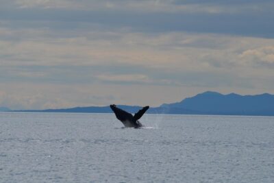 Zodiac Boat Whale and Wildlife 4-Hour Tour from Campbell River - Meeting at Campbell River: small-group comfort and how the tour runs