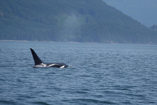 Zodiac Boat Whale and Wildlife 4-Hour Tour from Campbell River - Gear and comfort: floater suit and light snacks that actually help