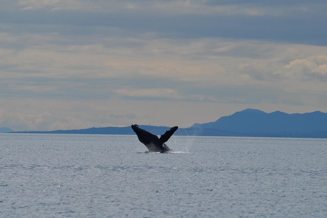 Zodiac Boat Whale and Wildlife 4-Hour Tour from Campbell River - Meeting at Campbell River: small-group comfort and how the tour runs