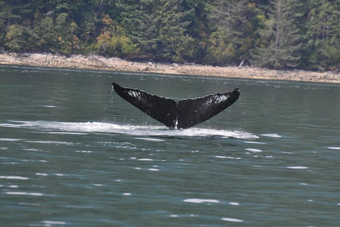Zodiac Boat Whale and Wildlife 6-Hour Tour from Campbell River - Unobstructed zodiac views in Campbell River’s whale country