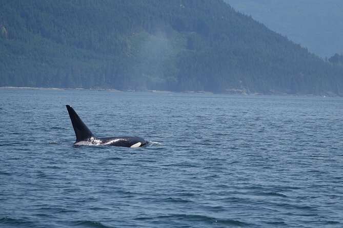Zodiac Boat Whale and Wildlife 6-Hour Tour from Campbell River - Lunch with hot drinks: a comfort win on the water