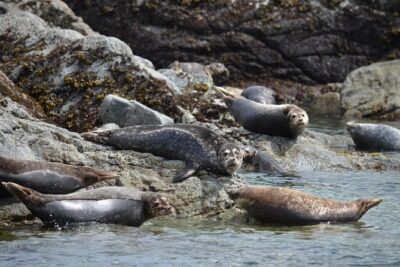 Zodiac Boat Whale and Wildlife 6-Hour Tour from Campbell River - The 6-hour flow: how the day usually plays out
