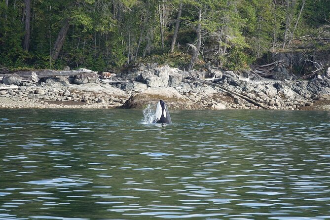 Zodiac Boat Whale and Wildlife 6-Hour Tour from Campbell River - Getting there and what “near public transportation” means