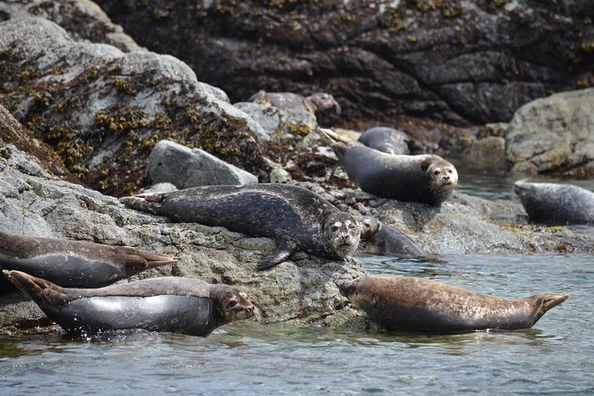Zodiac Boat Whale and Wildlife 6-Hour Tour from Campbell River - The 6-hour flow: how the day usually plays out