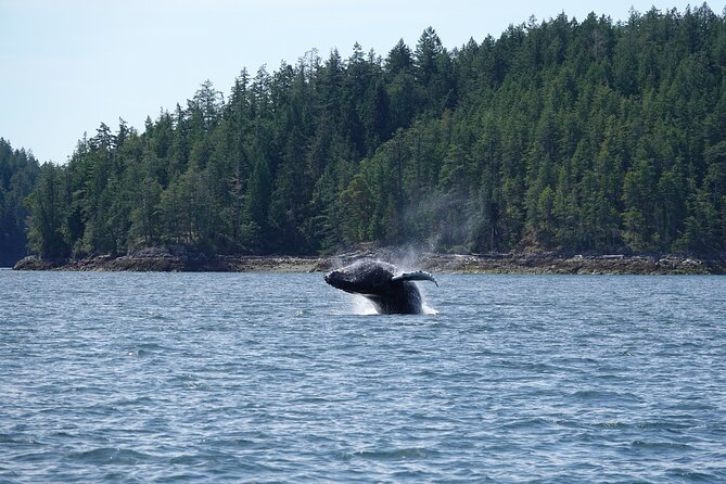 Zodiac Boat Whale and Wildlife 7-8-Hour Tour from Campbell River - Zodiac Whale Watching from Campbell River: The Best Kind of Time on the Water