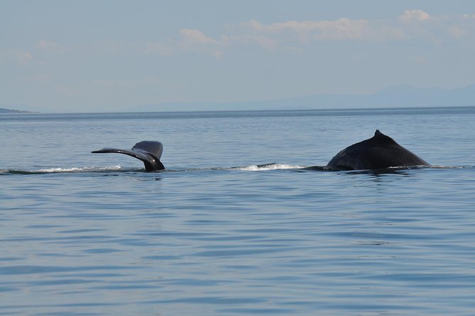 Zodiac Boat Whale and Wildlife 7-8-Hour Tour from Campbell River - The 9:30 am to Back-at-the-Dock Flow: What Your Day Can Feel Like