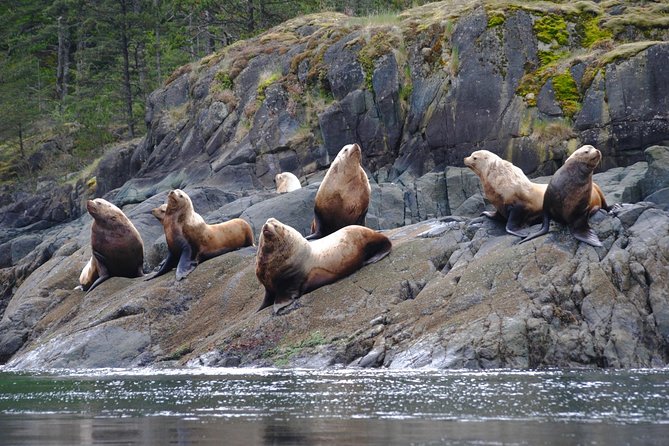 Zodiac Boat Whale and Wildlife 7-8-Hour Tour from Campbell River - Lunch on the Water: Homemade-Style Food That Actually Feeds You