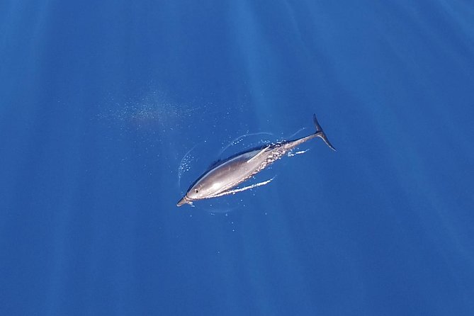 ZODIAC Whale Watch Tour | Cabo San Lucas | Biologist | FREE Pics - How the Cabo zodiac setup changes the whole experience