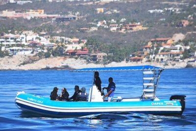 ZODIAC Whale Watch Tour | Cabo San Lucas | Biologist | FREE Pics - Price and value: what $109 buys you (and why it can be worth it)