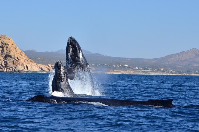 ZODIAC Whale Watch Tour | Cabo San Lucas | Biologist | FREE Pics - The whale search: respectful distance plus real pursuit