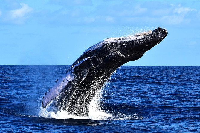 ZODIAC Whale Watch Tour | Cabo San Lucas | Biologist | FREE Pics - Humpback whales and what else you can spot in Cabo