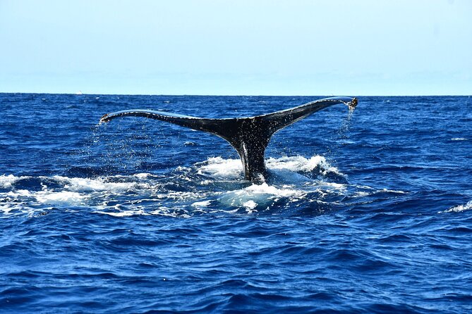 ZODIAC Whale Watch Tour | Cabo San Lucas | Biologist | FREE Pics - The marine biologist onboard: why it makes the sightings stick